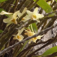 Dendrobium heterocarpum Wall. ex Lindl.